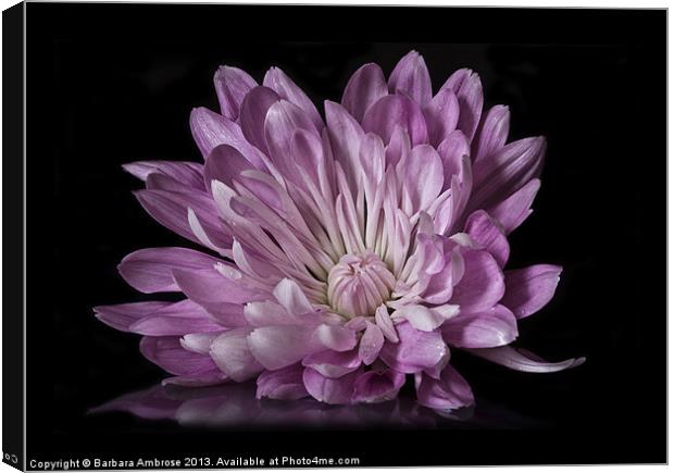 Chrysanthemum reflection Canvas Print by Barbara Ambrose