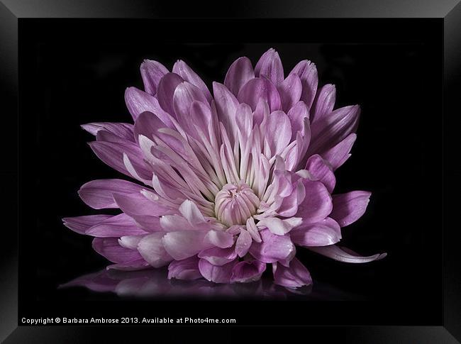 Chrysanthemum reflection Framed Print by Barbara Ambrose