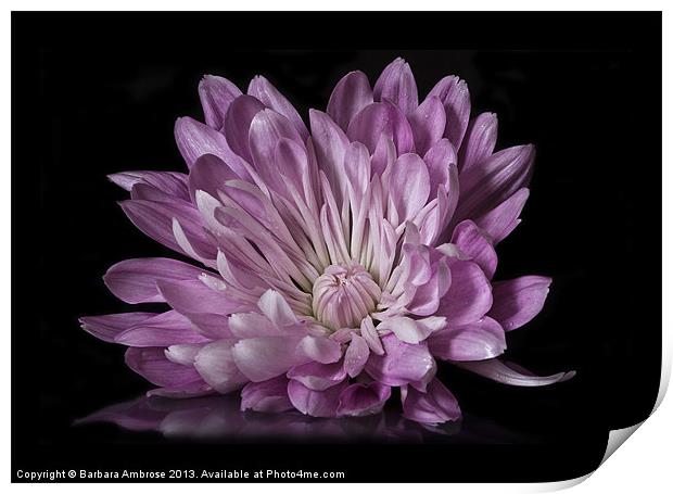 Chrysanthemum reflection Print by Barbara Ambrose