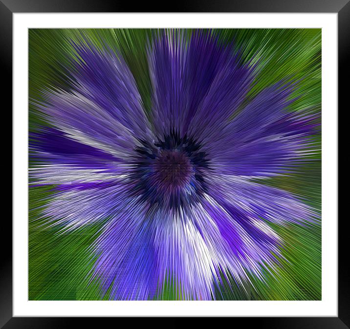 Abstract Blue Anemone Framed Mounted Print by Bill Simpson