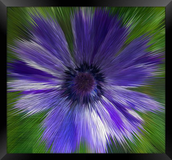 Abstract Blue Anemone Framed Print by Bill Simpson