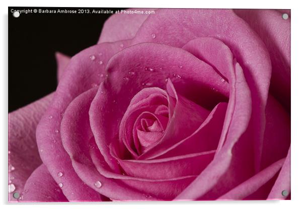 Rose Heart Acrylic by Barbara Ambrose