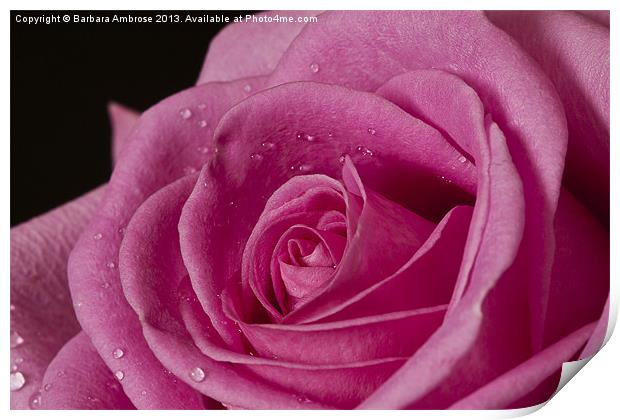 Rose Heart Print by Barbara Ambrose