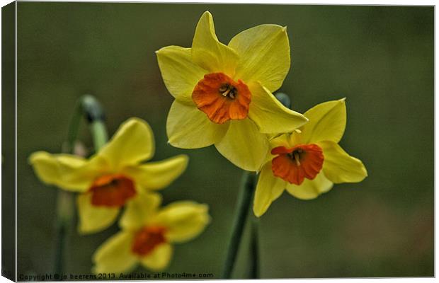 daffodils Canvas Print by Jo Beerens