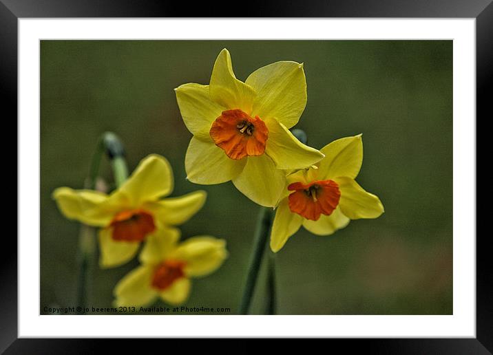 daffodils Framed Mounted Print by Jo Beerens