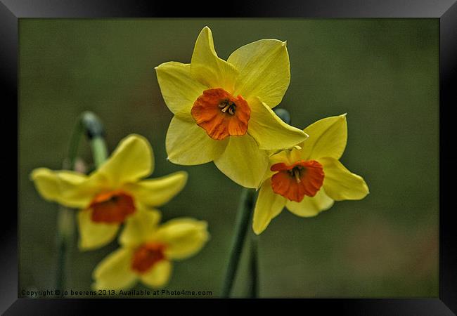 daffodils Framed Print by Jo Beerens
