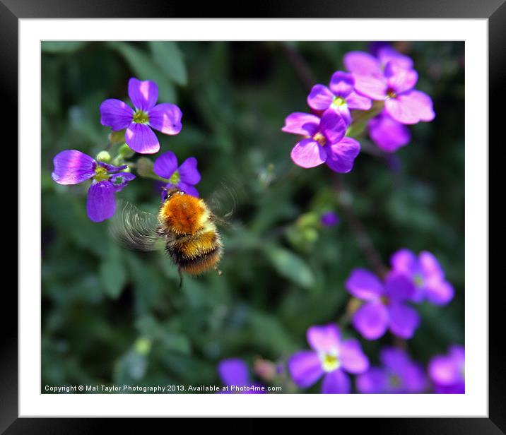 The sound of Summer Framed Mounted Print by Mal Taylor Photography