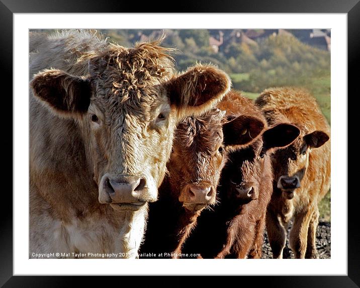 INQUISITIVE LADIES Framed Mounted Print by Mal Taylor Photography