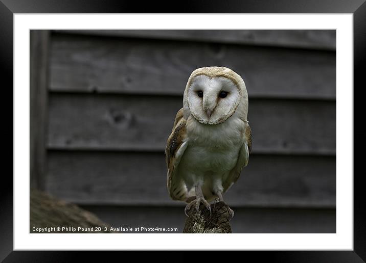 Barn Owl Bird of Prey Framed Mounted Print by Philip Pound