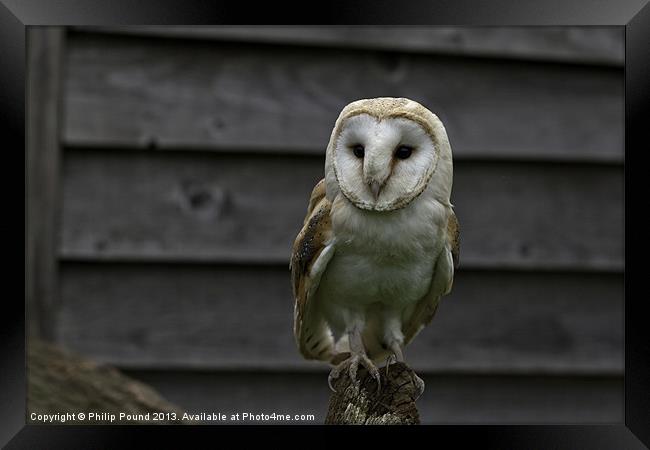 Barn Owl Bird of Prey Framed Print by Philip Pound