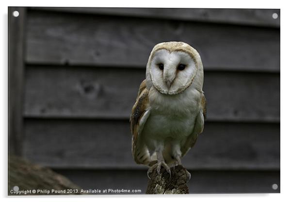 Barn Owl Bird of Prey Acrylic by Philip Pound