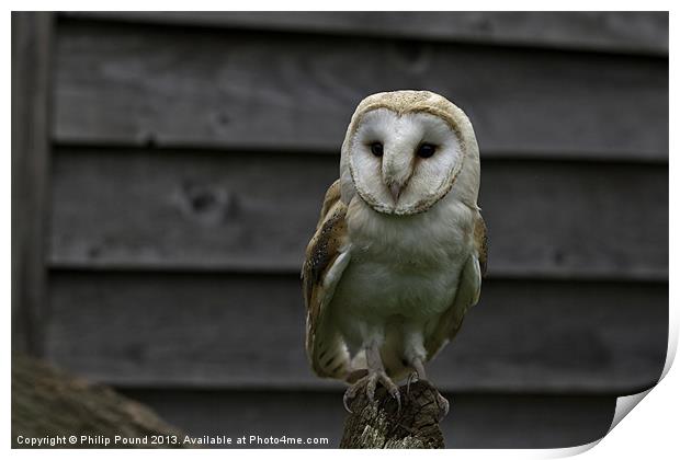 Barn Owl Bird of Prey Print by Philip Pound