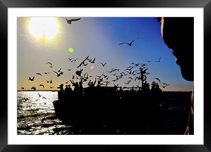 Sundown gulls and the ferry Framed Mounted Print by Arfabita  