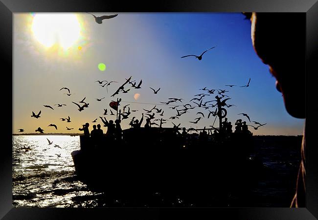 Sundown gulls and the ferry Framed Print by Arfabita  