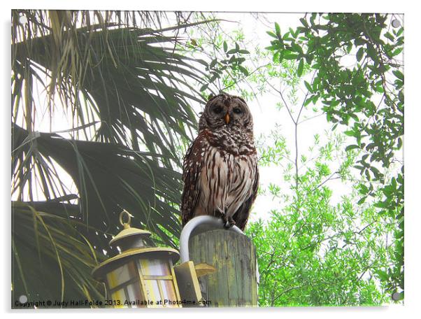 Barred Owl Acrylic by Judy Hall-Folde