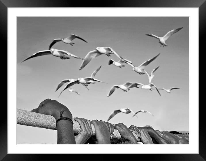 Holding on for the fly past Framed Mounted Print by Arfabita  
