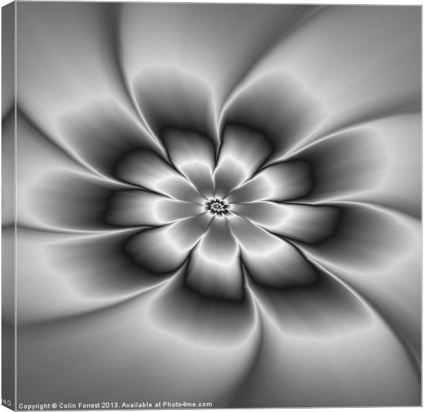 Silver Daisy Canvas Print by Colin Forrest