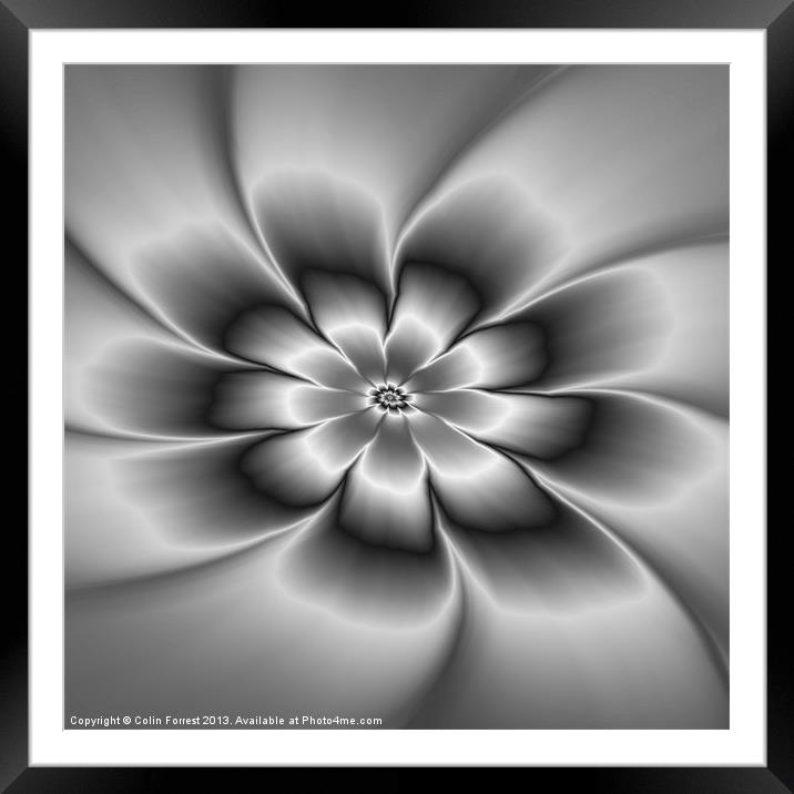Silver Daisy Framed Mounted Print by Colin Forrest