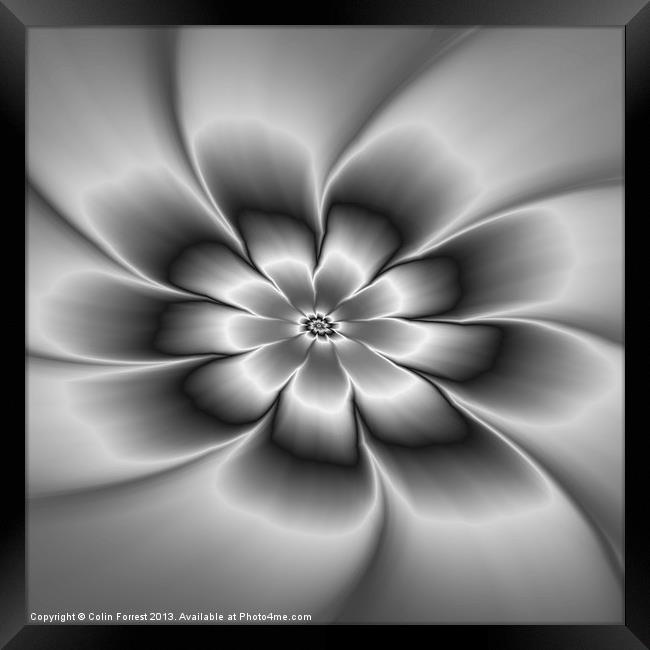 Silver Daisy Framed Print by Colin Forrest
