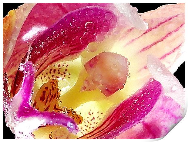 1198-beauty orchid Print by elvira ladocki