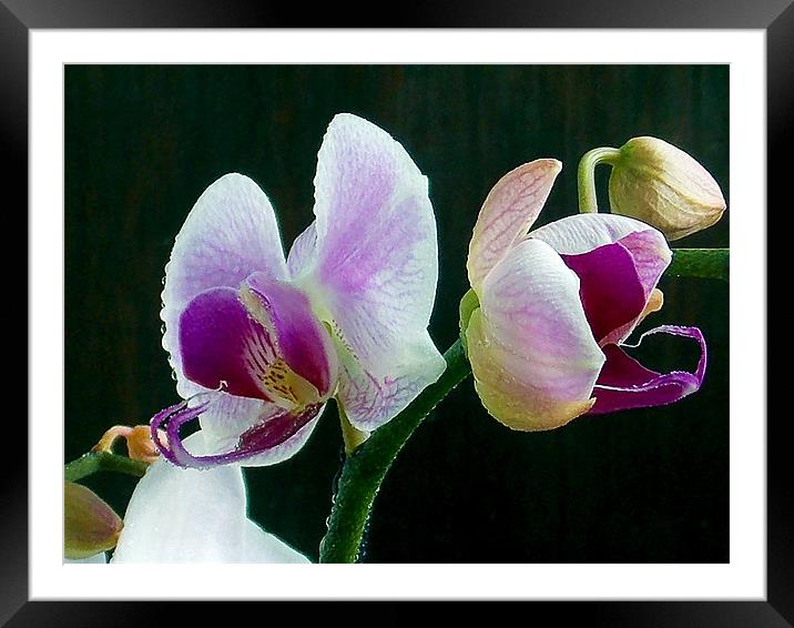 1200-beauty orchid Framed Mounted Print by elvira ladocki