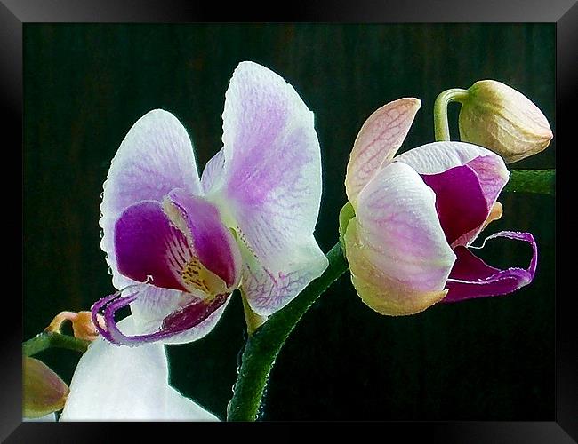 1200-beauty orchid Framed Print by elvira ladocki