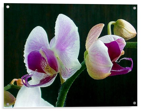 1200-beauty orchid Acrylic by elvira ladocki