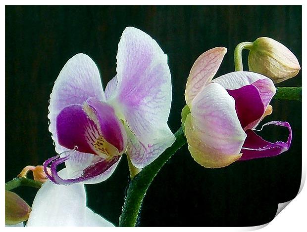 1200-beauty orchid Print by elvira ladocki
