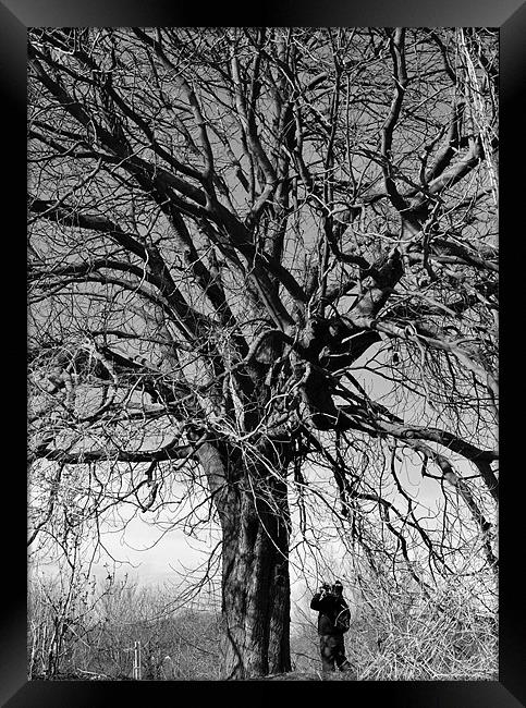 under the old tree Framed Print by mark spencer