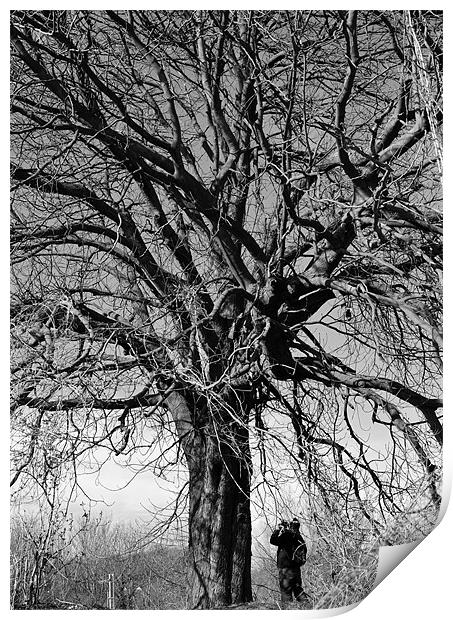 under the old tree Print by mark spencer