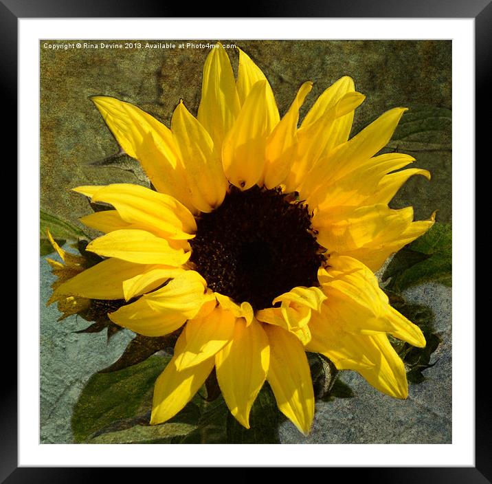 Sunflower Framed Mounted Print by Fine art by Rina