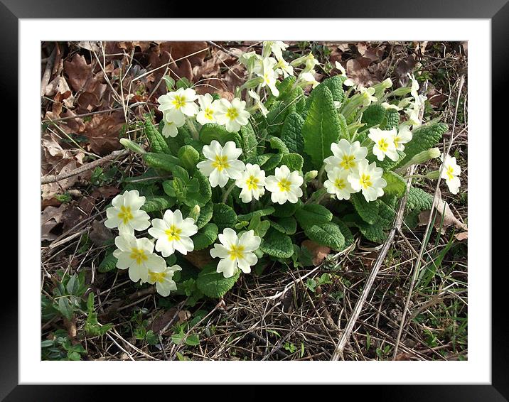 March Primroses Framed Mounted Print by Ursula Keene