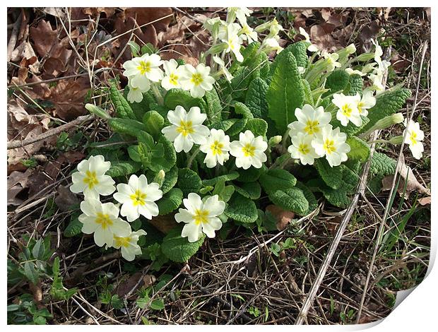 March Primroses Print by Ursula Keene