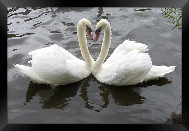 Romantic Swans Framed Print by Ursula Keene