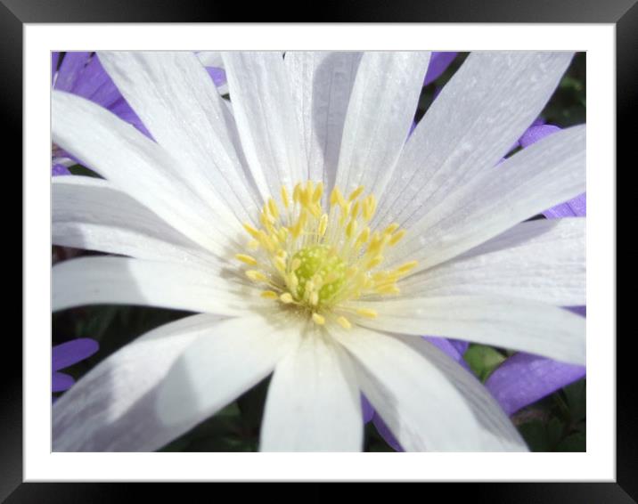 Aster in Sunlight Framed Mounted Print by carin severn