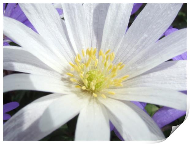 Aster in Sunlight Print by carin severn