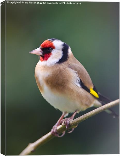 Goldfinch (Carduelis carduelis) Canvas Print by Mary Fletcher