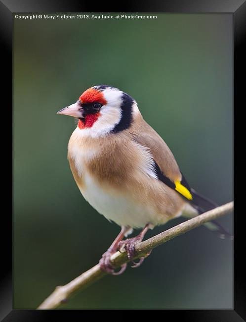 Goldfinch (Carduelis carduelis) Framed Print by Mary Fletcher