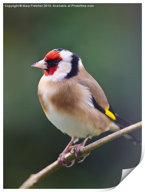 Goldfinch (Carduelis carduelis) Print by Mary Fletcher