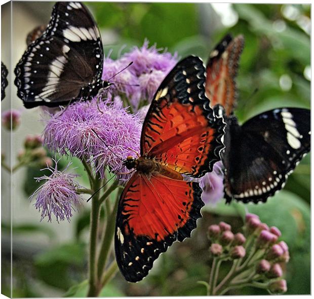 Butterfly party Canvas Print by Richie Fairlamb