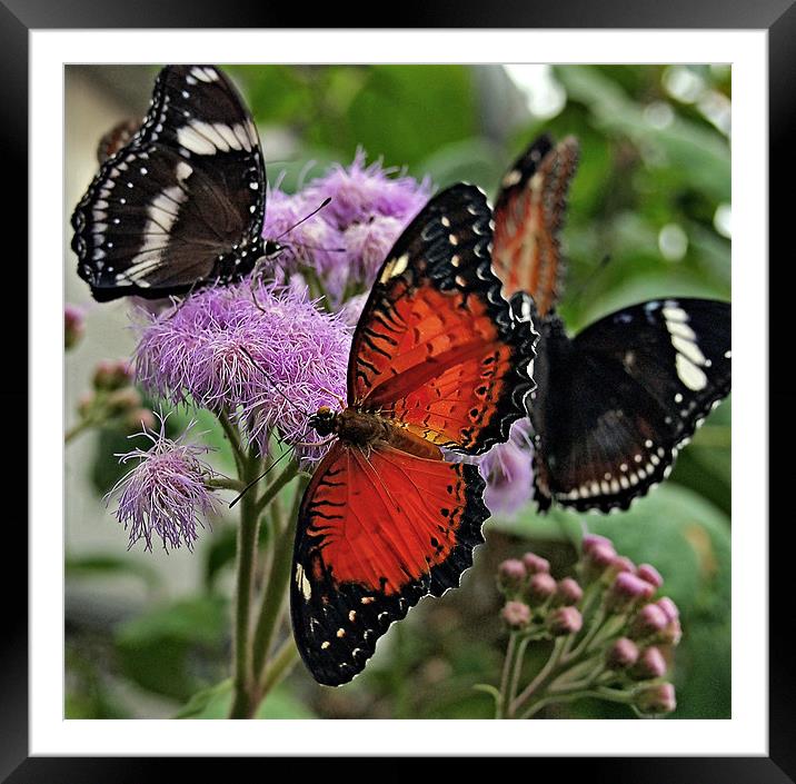 Butterfly party Framed Mounted Print by Richie Fairlamb