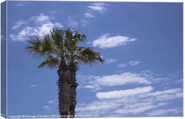 Palms Canvas Print by George Davidson