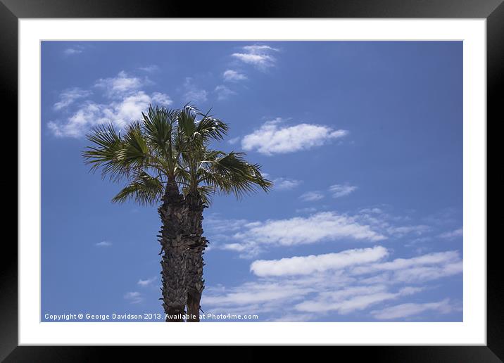 Palms Framed Mounted Print by George Davidson