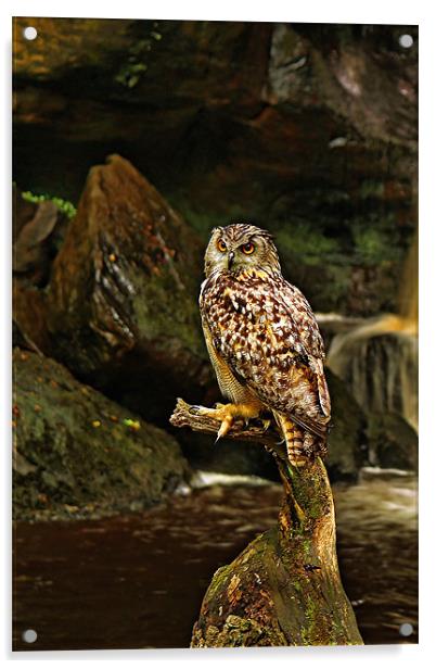 Eagle Owl Acrylic by Richie Fairlamb