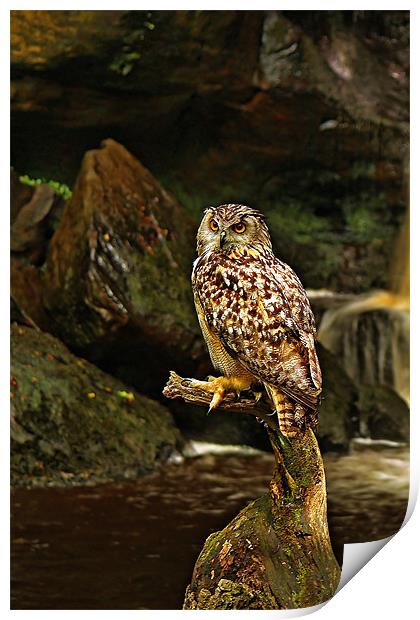 Eagle Owl Print by Richie Fairlamb