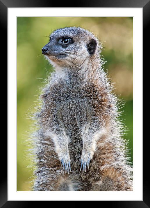 Cute little Meerkat on guard duty Framed Mounted Print by Ian Duffield