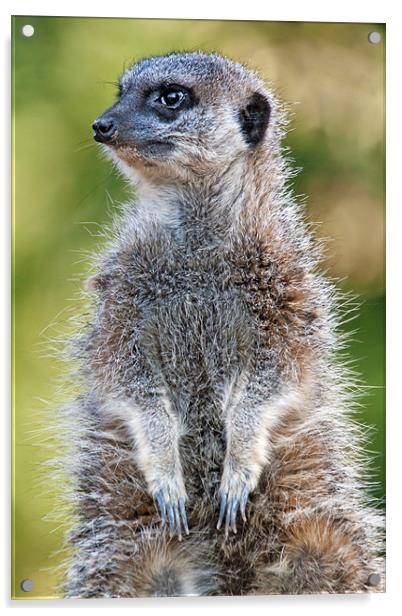Cute little Meerkat on guard duty Acrylic by Ian Duffield