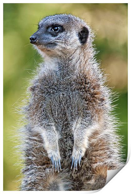 Cute little Meerkat on guard duty Print by Ian Duffield