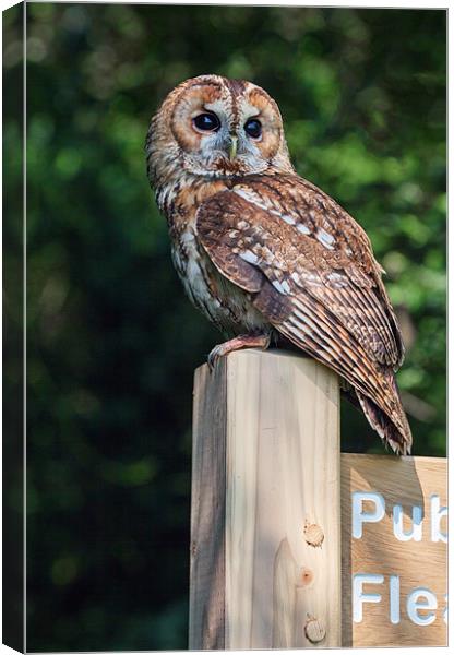 Tawny Owl on signpost Canvas Print by Ian Duffield