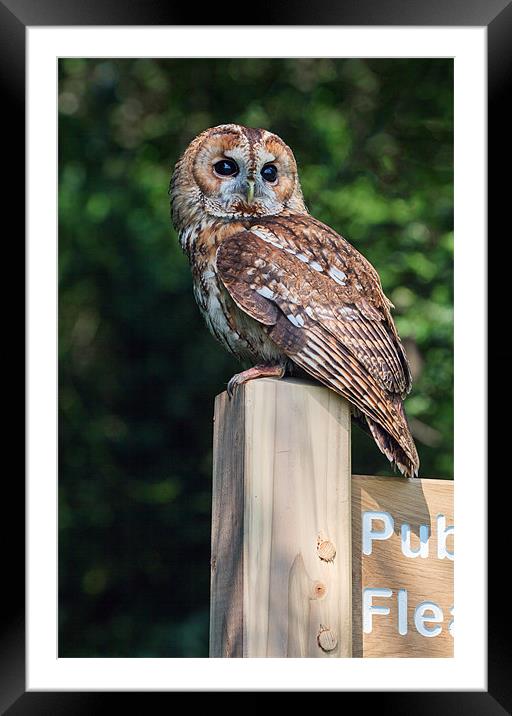 Tawny Owl on signpost Framed Mounted Print by Ian Duffield